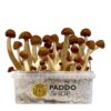 Thai magic mushroom grow kit paddo.shop