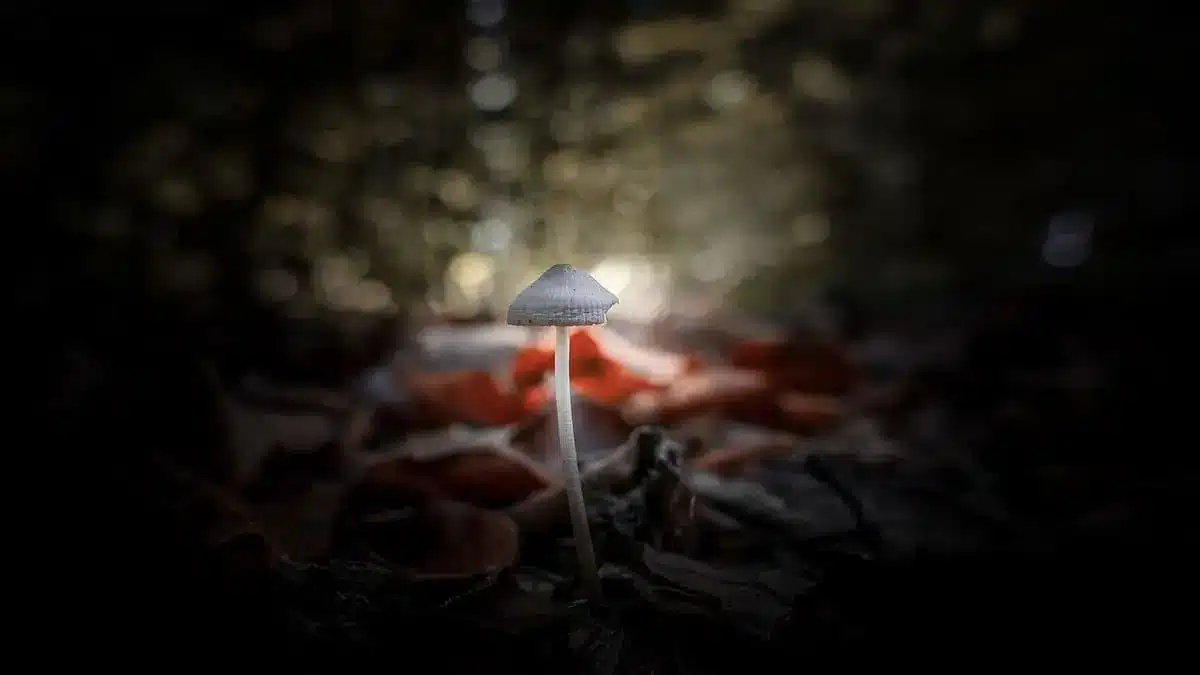 Mushrooms in digital media: games, movies and art inspired by psychedelics