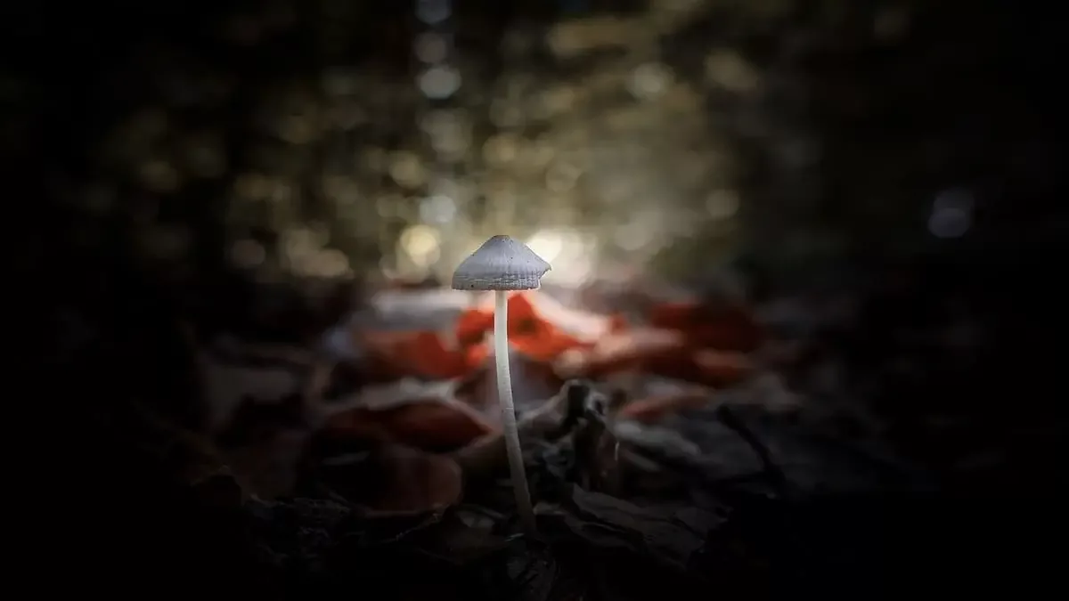 Cogumelos's nos meios digitais: jogos, filmes e arte inspirados por substâncias psicadélicas