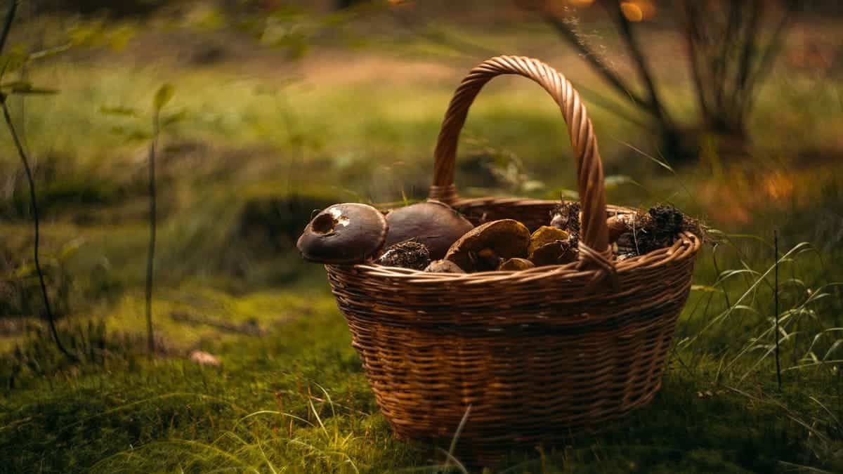 Züchten Sie Ihre eigenen Pilze mit einem Zuchtset | Paddo.shop